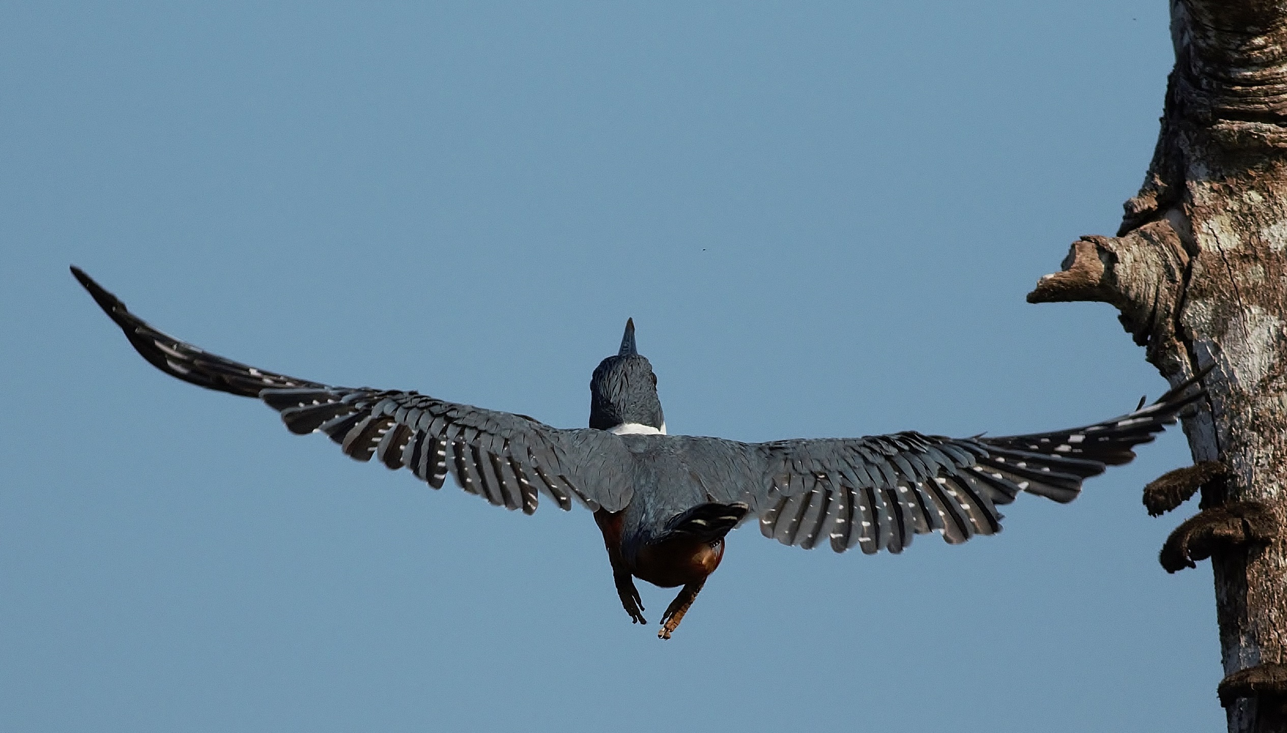 Ringed Kingfisher